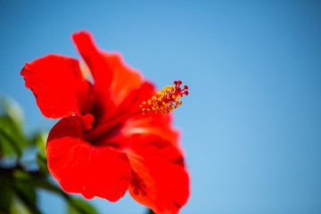 red hibiscus in Tropea © Dagmar Breu