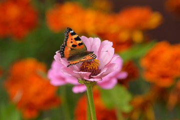 Butterfly small tortoiseshell sitting on pink flower on blured orange and green background