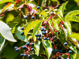 Parthenocissus quinquefolia -  Virginia creeper or five-leaved ivy with purplish-black berries