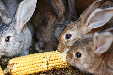 Gray and brown rabbits eating ear of corn in a cage