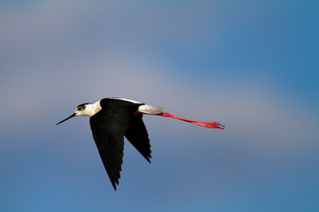Black-winged stilt from Nin, Croatia