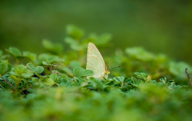 Buuterfly in the grass