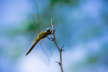 Dragon fly on thorns