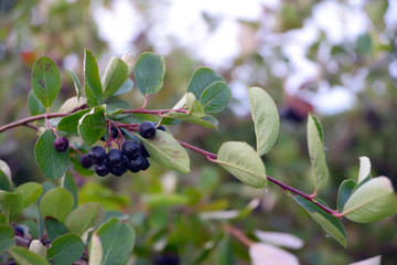 Black chokeberry