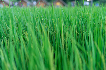 Soft focus of rice field background.