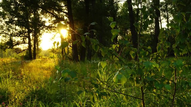 sunset in summer forest, timelapse 4k
