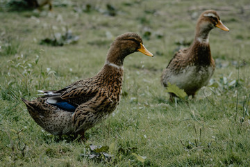 female mallard duck