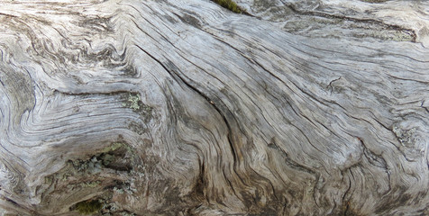 texture of bark of a tree
