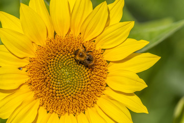Sunflower with Bumble Bee