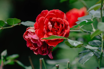 red rose in garden