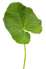 Fototapeta premium Green leaf of mallow, isolated on white background