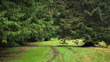 Obraz premium Wiejska ścieżka prowadząca w kierunku sosen