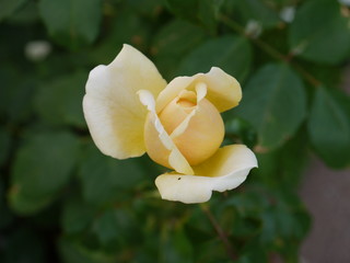 Gelbe Rose 8