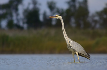 Grey Heron (Ardea cinerea)