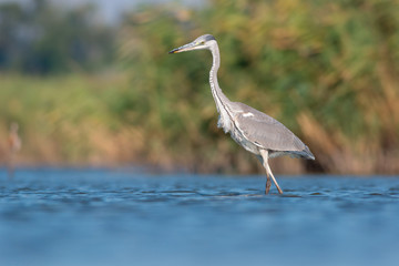 Grey heron (Ardea cinerea)