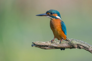 Common Kingfisher (Alcedo atthis)
