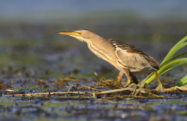 Little Bittern (Ixobrychus minutus)