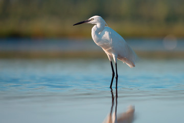 Little egret (Egretta garzetta)