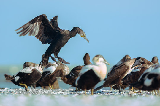 Great cormorant and common eiders