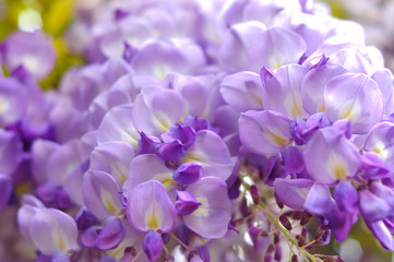 Wisteria blooming in the spring