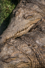 Saltwater crocodiles sleepig 