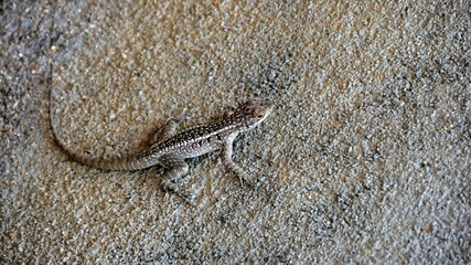 Lézard sauvage coloré à Madagascar 