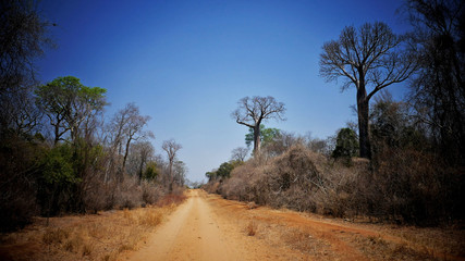 Fototapeta na wymiar Sur la route des baobabs à Madagascar