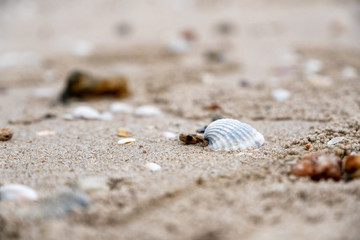 Closeup image of seashells on the beach