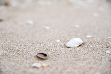 Closeup image of seashells on the beach