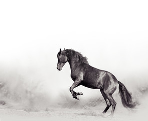 Obraz na płótnie Canvas Black horse in desert