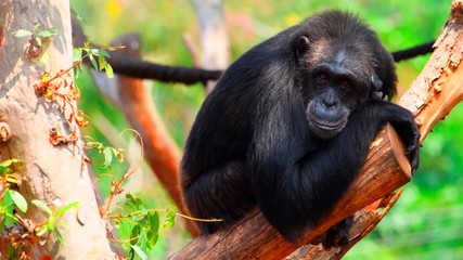 Monkey on a tree branch