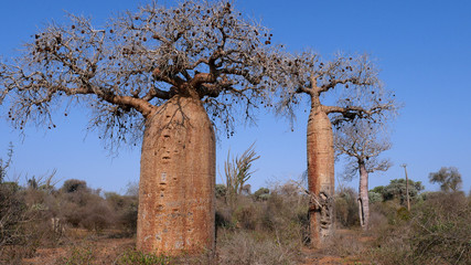 Fototapeta na wymiar Sur la route des baobabs à Madagascar
