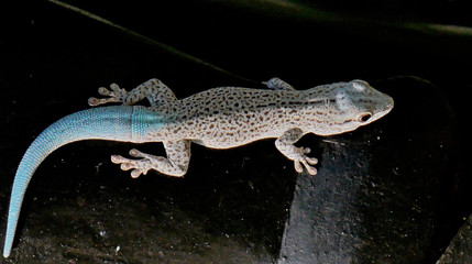 Gecko bleuté à Madagascar 