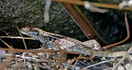 Lézard sauvage coloré à Madagascar 