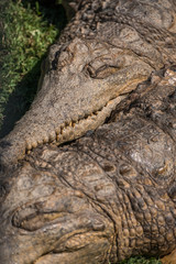 Saltwater crocodiles 