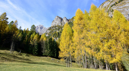 il giallo intenso dell'autunno