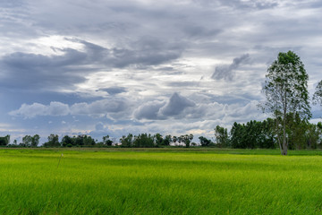 Tree in green field with rainclouds in countryside