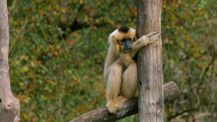 Naklejka na ściany i meble Monkey sitting on the fence