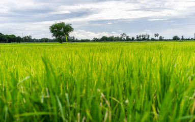 Fototapeta premium Tree in green field with rainclouds in countryside