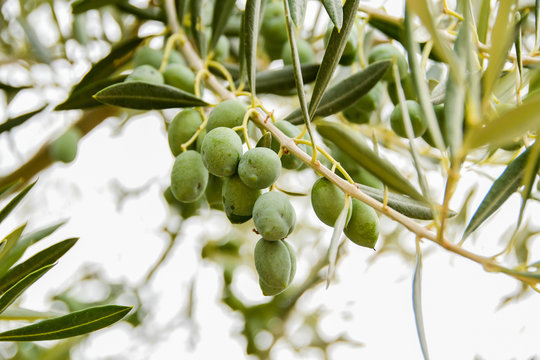 Closeup Olives on a Spanish Olive Tree, Costa Blanca in Benidorm
