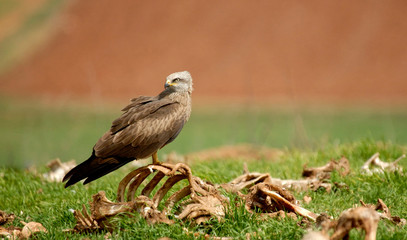 milanos en el campo