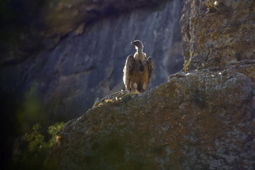 buitres leonados en la naturaleza