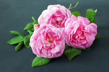 Pink rose flowers bunch on black background