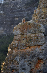 buitres leonados en la naturaleza