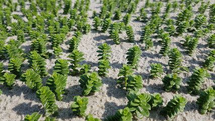 Strandpflanze, Salzmiere, Honckenya