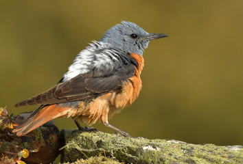 roqueros en la naturaleza