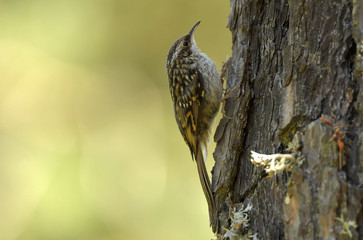 agateador por el tronco del arbol