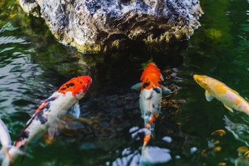 Colorful Koi fish swimming in a pond in garden