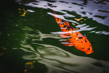 Colorful Koi fish swimming in a pond in garden