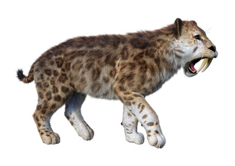 3D Rendering Sabertooth Tiger on White